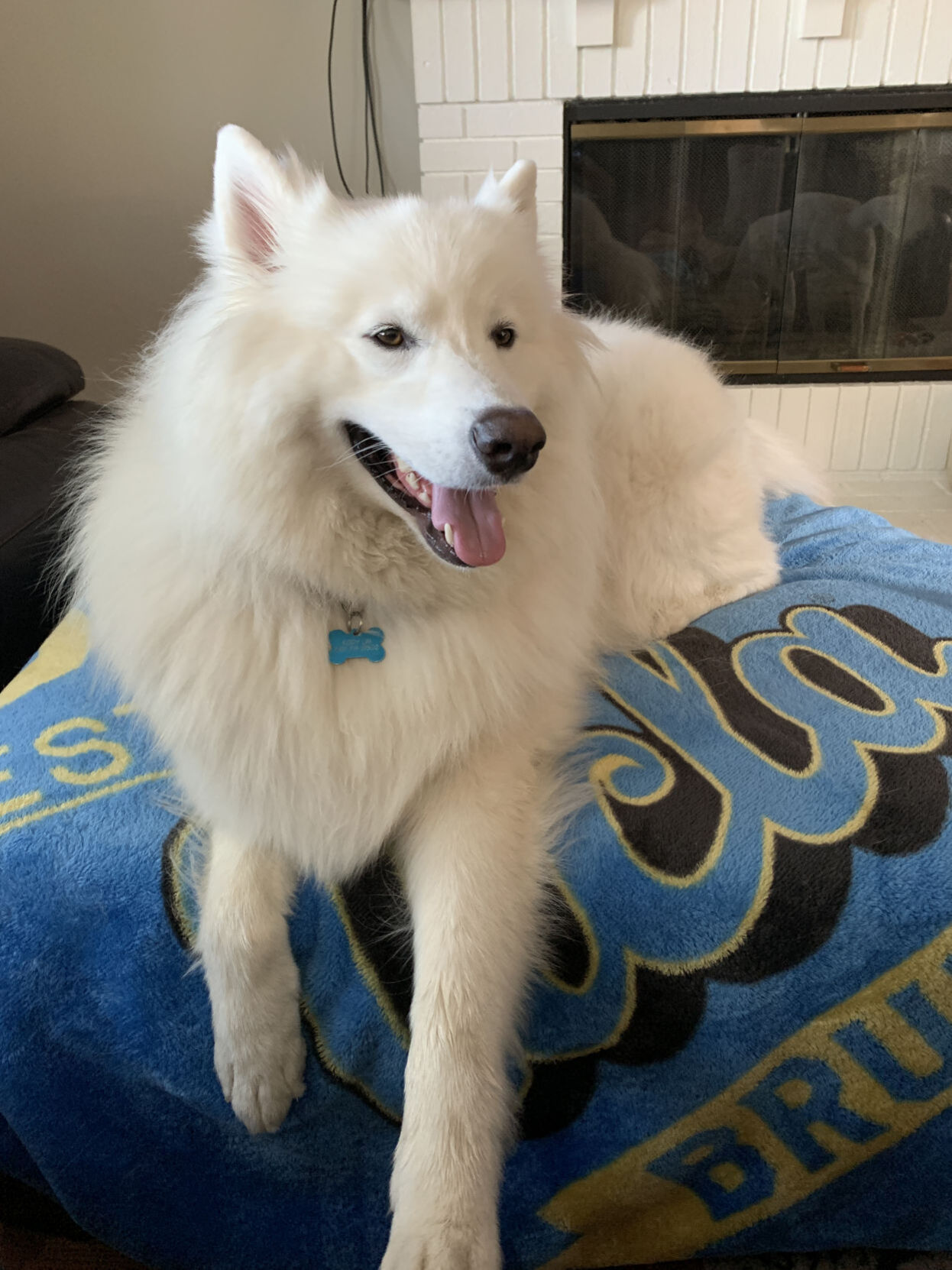 samoyed kody